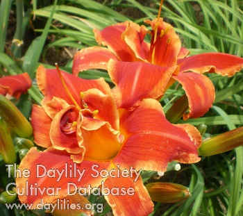 Daylily Fire and Wind